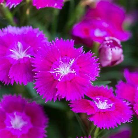 Dianthus Floral Lace Series Flower Seeds Lilac 500 Seeds Annual