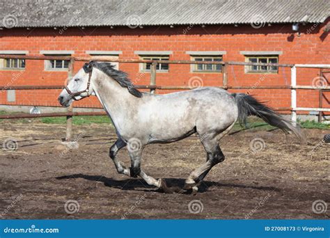 Gray Horse Galloping In The Paddock Stock Image Image Of Fence