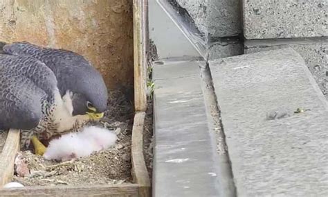 Peregrine Falcon Chicks Hatch In Melbourne As Facebook Fans Watch On