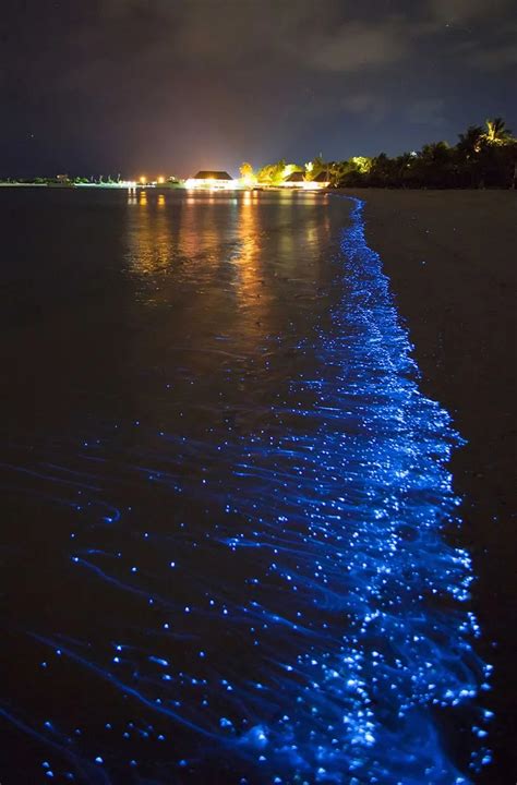 Glow In The Dark Waves The Bioluminescent Bays Of Puerto Rico