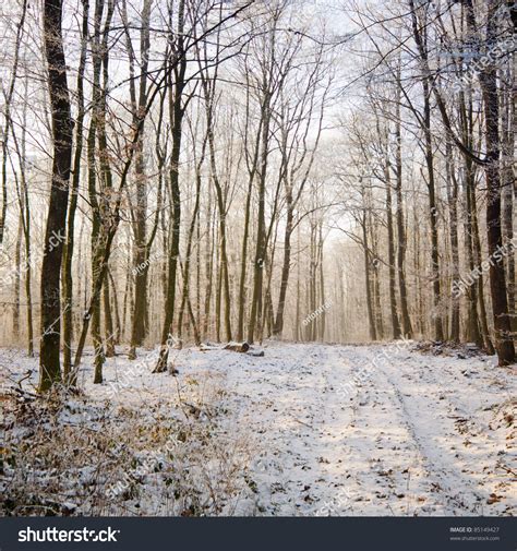 Sunny Winter Forest Road Stock Photo 85149427 Shutterstock