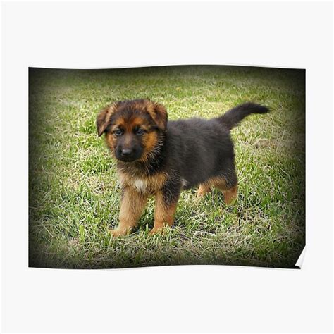 Black And Tan Puppy Poster For Sale By Sandyk Redbubble