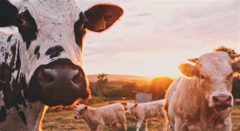 Drought & Livestock Industry | Tresidder Insurance Brokers