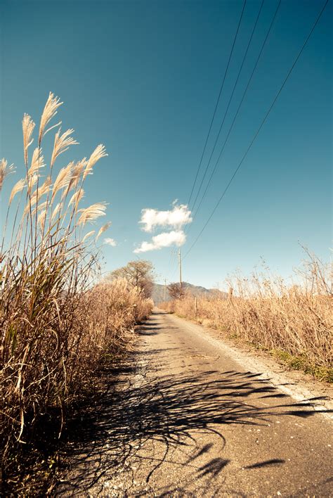 Fotos Gratis Paisaje árbol Naturaleza Camino Césped Arena