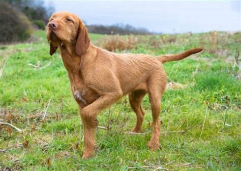 Hungarian Wirehaired Vizsla Dog Breed Information Images
