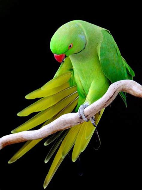 The Life Of Sweet Birds Most Beautiful Birds Of The World