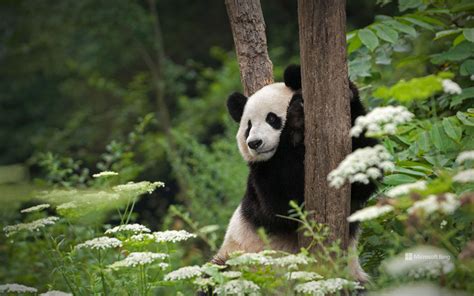 Giant Panda In Wolong National Nature Reserve Sichuan China Bing