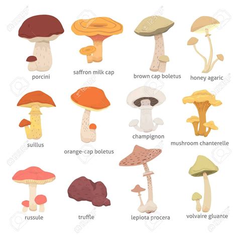 Mushroom Identification Guide Uk Yoiki Guide