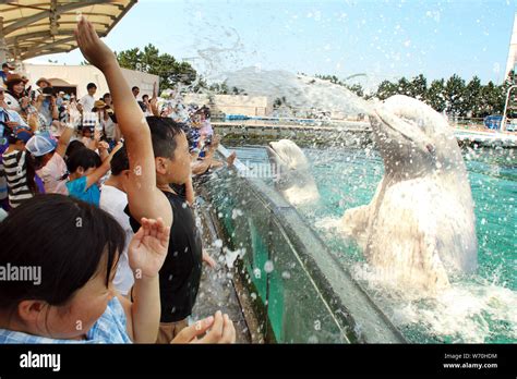 Yokohama Japan 3rd Aug 2019 Beluga Whales Spray Water Onto Visitors
