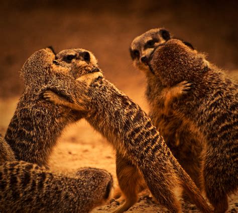 Dancing Meerkats Thanks For Nice Comments O Jerry Tremaine Flickr