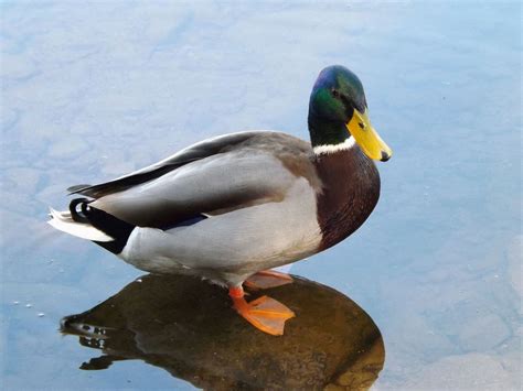 Mallard Duck Free Photo Download Freeimages
