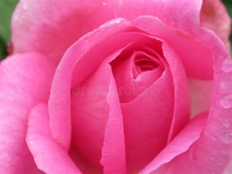 A Single Bright Pretty Pink Rose Flower Petal Closeup Blooming In