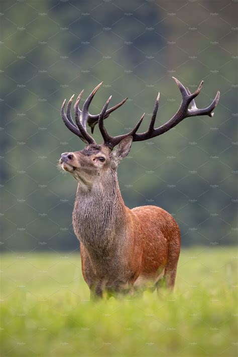 Big Red Deer Stag Standing Proudly Animal Stock Photos Creative Market