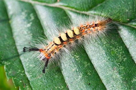 Tussock Moth Caterpillar Гусеница