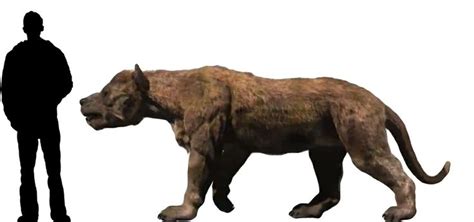 El Oso Perro De La Prehistoria Mascotas