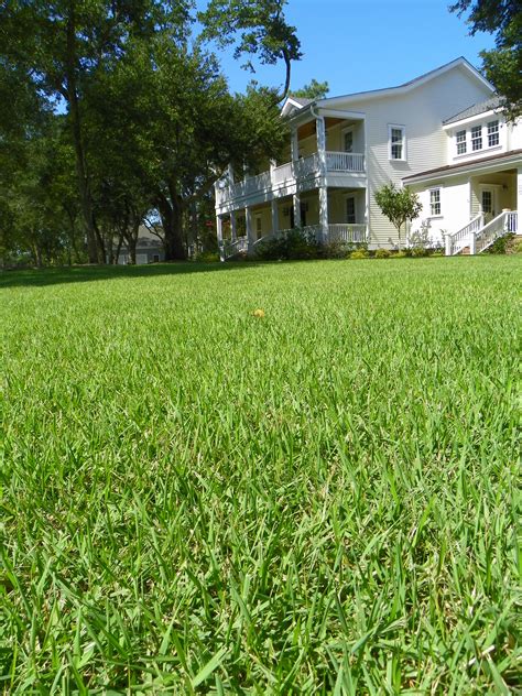 You cut, fertilize, and water your lawn but it's hardly the lush, verdant carpet you imagine. Fertilizing Zoysia Grass In Nc | Cromalinsupport
