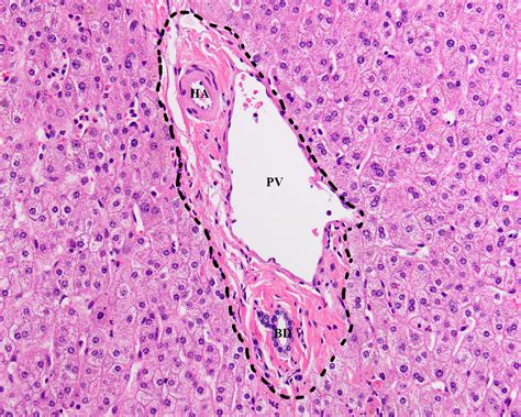 Histology Liver Portal Triad Microscopic Cells Histology Slides The