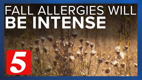 fall allergy season is upon us experts say this year will be intense