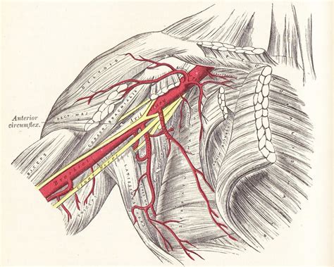 Axillary Artery