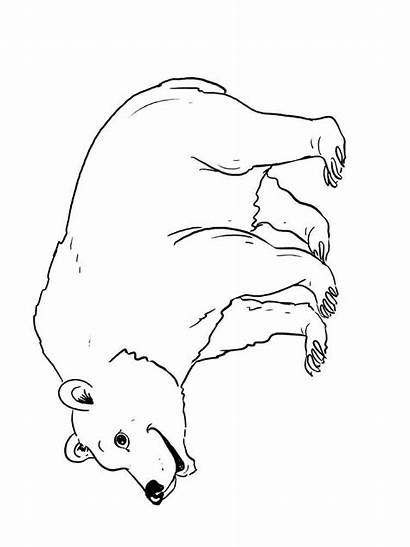Bear Coloring Pages Pudsey Colouring Animals Printable