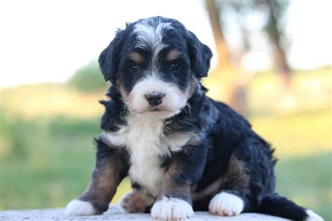 We have bernedoodle puppies for sale, these loving and intelligent puppies are a cross between a bernese mountain dog and a poodle, these are a few buffaloridge's bernedoodle & sheepadoodle puppies come with/from: Mini Bernedoodle Breeder - Miniature Bernedoodle Puppies ...