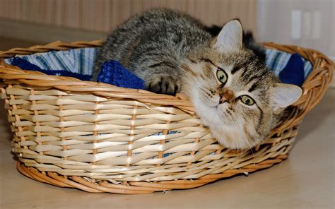 Bevorzugt Herstellung Rein кошница за котка Modul Extreme Armut Rahmen