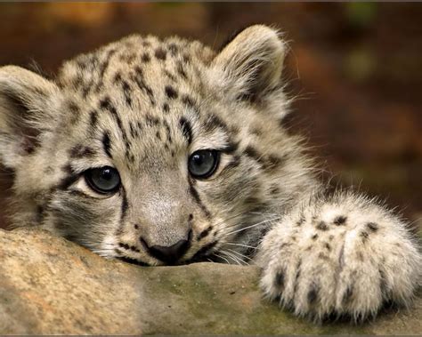 Cute Snow Leopard 1280 X 1024 Wallpaper