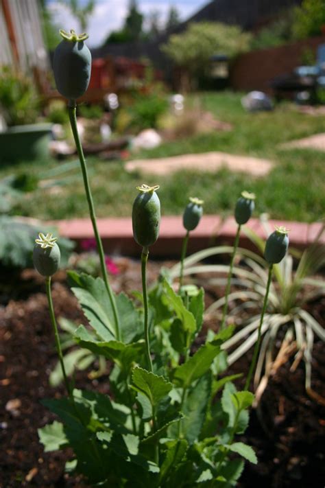 Plantfiles Pictures Papaver Species Persian White Poppy White Opium