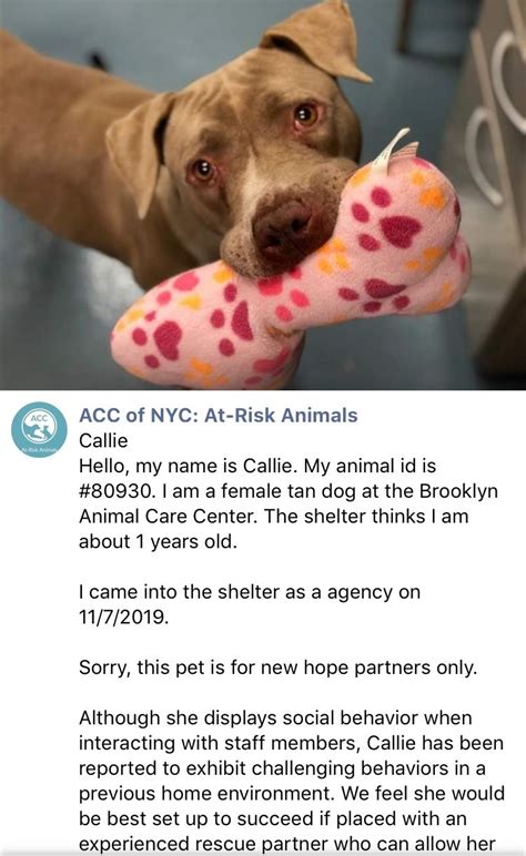 All paperwork accompanies our puppies so you can rest assured it's health. 🆘PUPPY ALERT🆘 THE MADNESS CONTINUES AT THE DREADED HIGH KILL CENTER NYC ACC‼️ PRECIOUS WONDERFUL ...