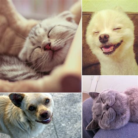 Adorable Smiling Pets | POPSUGAR Pets
