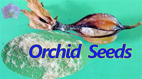 Orchid Seeds Easy Method For Home Grower To Grow Orchids From Seed