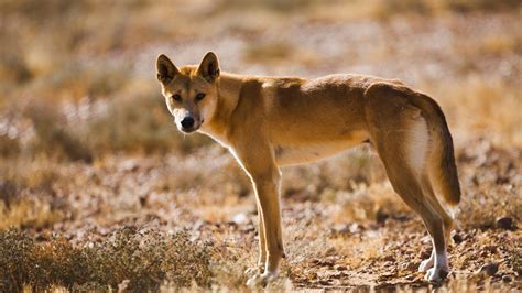 Dingoes Are Part Domestic Dog Part Wolf Sort Of Live Science