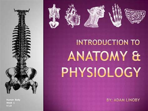 Introduction To Human Anatomy Ppt