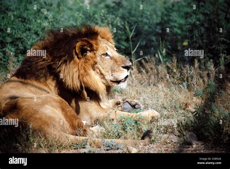 Asiatic Lion Sitting Profile Gir Forest National Park Sasan Gir