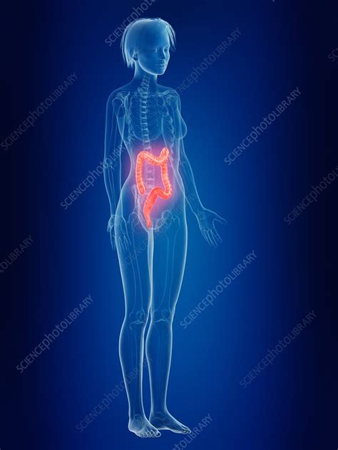 Illustration Of A Woman S Painful Colon Stock Image F