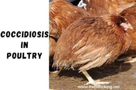 Coccidiosis In Poultry Signs Control And Prevention Livestocking