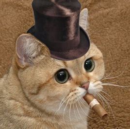 The funniest steam gaming profile picture and dp best of funny collection. Image - 146550 | Starecat / Grafics Cat | Know Your Meme