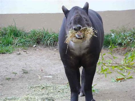 Funny Tapirs Gagdaily News