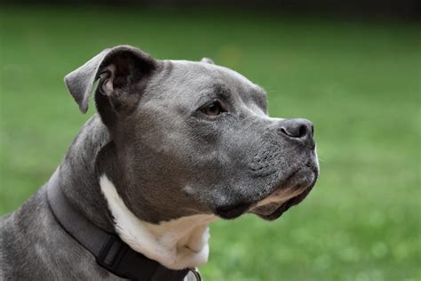 Blue Nose Pitbull Your Complete Guide Dog Academy