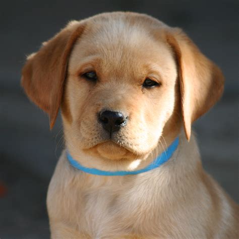 We do not run a puppy mill. Labrador Puppies | Country Labs