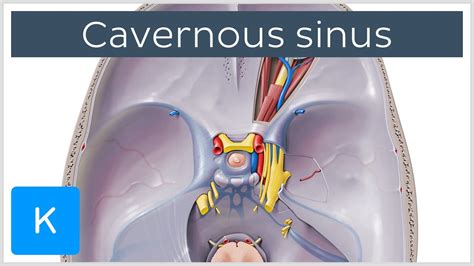 Cavernous Sinus Location Drainage Function Human Anatomy