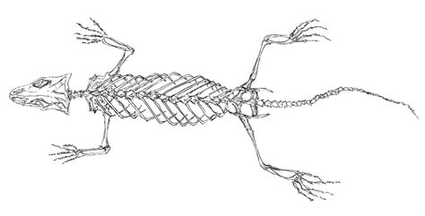 Horned Lizard Skeletal Anatomy