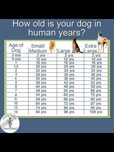 Pin By Yeng Bautista On Ralph Ralppies Dog Age Dog Years Dog Age Chart