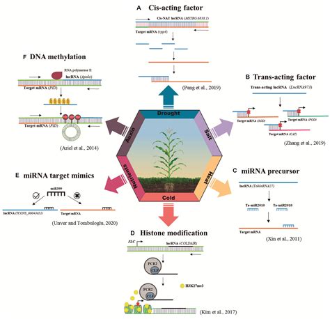 Frontiers From Trash To Luxury The Potential Role Of Plant Lncrna In
