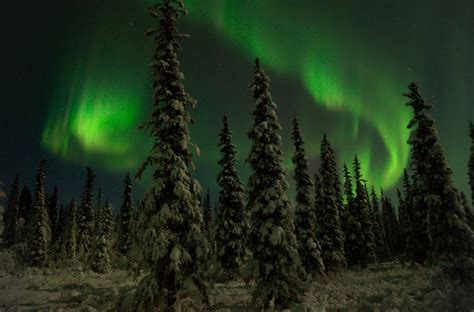 Night In The Magical Boreal Forests Around Fairbanks Alaska Aurora