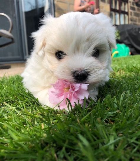 Classy tiny teacup maltese & small toy size maltese too. Teacup Maltese Under 200 For sale United States Pets - 1