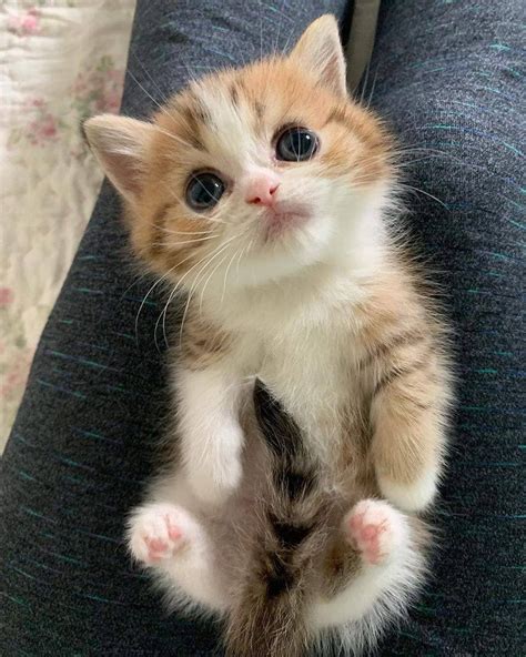 The Cutest Lil Kitten Rcats