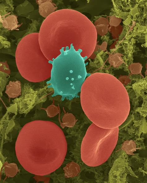 Red Blood Cells Photograph By Dennis Kunkel Microscopy Science Photo Library Fine Art America