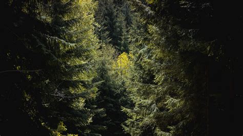 Download Wallpaper 2048x1152 Forest Trees Foliage Branches Ultrawide