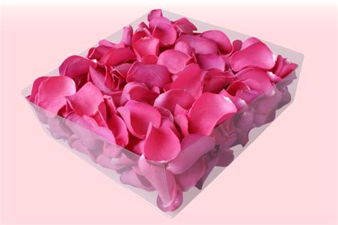 Hot Pink Rose Petals Wallpapers And Daily Qoutes